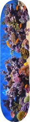 Mini Logo Fish Tank 8.0 242 Shape Skateboard Deck